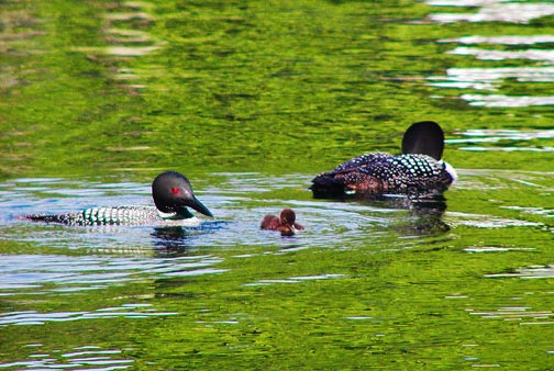 Squam Sound recording studio: Loon family on the lake<br />
Photo by Kathy Roos